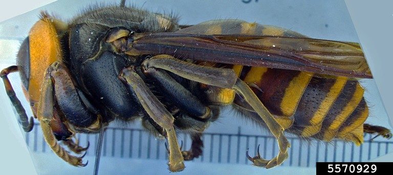 Asian Giant Hornet